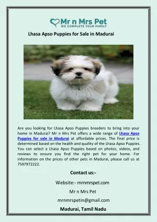 Lhasa Apso Puppies for Sale in Madurai