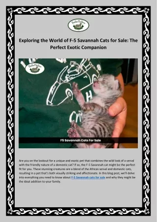 Exploring the World of F-5 Savannah Cats for Sale - The Perfect Exotic Companion