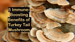 5 Immune-Boosting Benefits of Turkey Tail Mushroom