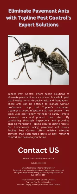 Eliminate Pavement Ants with Topline Pest Control’s Expert Solutions