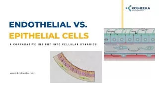 Endothelial vs. Epithelial Cells: A Comparative Insight into Cellular Dynamics