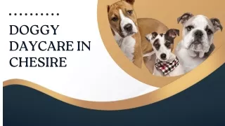 Doggy daycare in Chesire