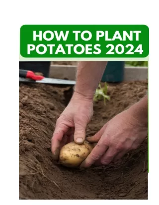 How to Plant Potatoes 2024- A Complete Guide for Home Gardeners