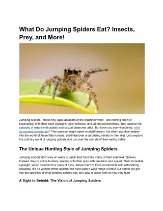 What Do Jumping Spiders Eat_ Insects, Prey, and More!