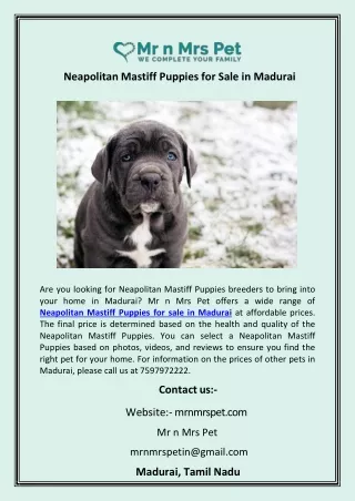 Neapolitan Mastiff Puppies for Sale in Madurai