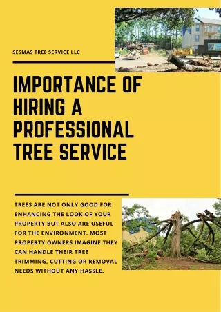 Importance of Hiring Professional Tree Service