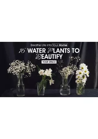 Beautify Your Space with 16 Stunning Water Plants  Ideal for Any Room