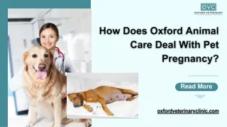 How Does Oxford Animal Care Deal With Pet Pregnancy