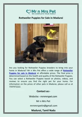 Rottweiler Puppies for Sale in Madurai