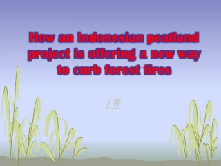 How an Indonesian peatland project is offering a new way to