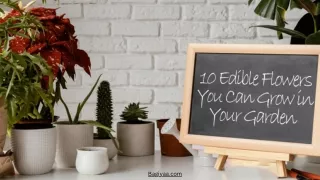 Grow Edible Beauty 10 Stunning Flowers You Can Eat