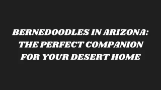 Bernedoodles in Arizona The Perfect Companion for Your Desert Home