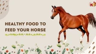 Healthy Food To Feed Your Horse _ KitchenHut (Pty) Ltd