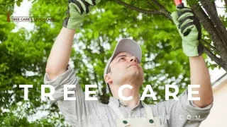 Tree Care Services Sacramento - Expert Tree Pruning & Removal