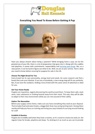 Pups for Sale | Ultimate Guide for New Pawrents | DHK