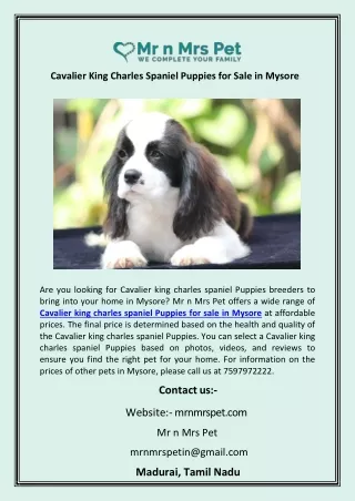 Cavalier King Charles Spaniel Puppies for Sale in Mysore