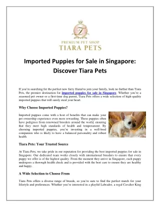 Imported Puppies for Sale in Singapore: Discover Tiara Pets