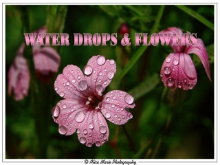 Water drops