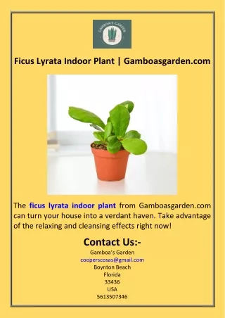 Ficus Lyrata Indoor Plant  Gamboasgarden.com