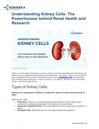 Understanding Kidney Cells: The Powerhouses Behind Renal Health and Research