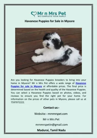 Havanese Puppies for Sale in Mysore