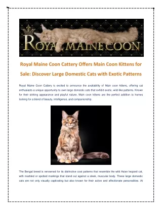 Royal Maine Coon Cattery Offers Main Coon Kittens for Sale Discover Large Domestic Cats with Exotic Patterns