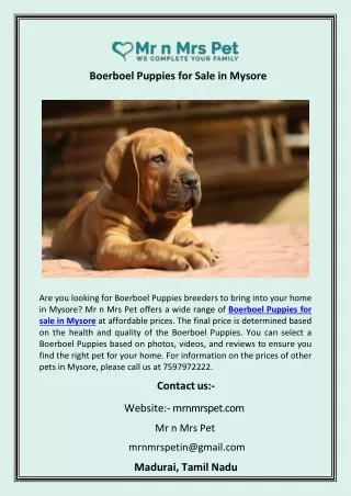 Boerboel Puppies for Sale in Mysore