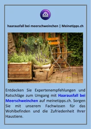 haarausfall bei meerschweinchen  Meinetipps.ch