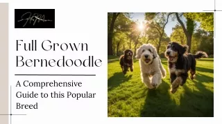 Full Grown Bernedoodle A Comprehensive Guide to this Popular Breed