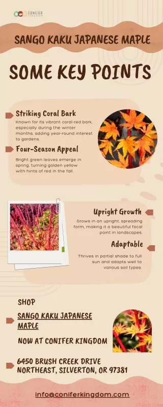 Sango Kaku Japanese Maple: A Four-Season Beauty