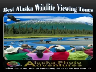 Best Alaska Wildlife Viewing Tours