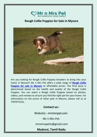 Rough Collie Puppies for Sale in Mysore