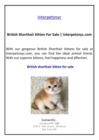 British Shorthair Kitten For Sale  Interpetsnyc.com