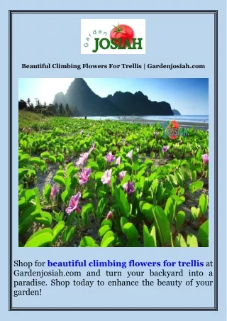 Beautiful Climbing Flowers For Trellis  Gardenjosiah.com