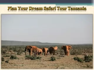 Plan Your Dream Safari Tour Tanzania