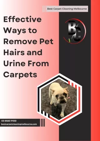 Effective Ways to Remove Pet Hairs and Urine From Carpets