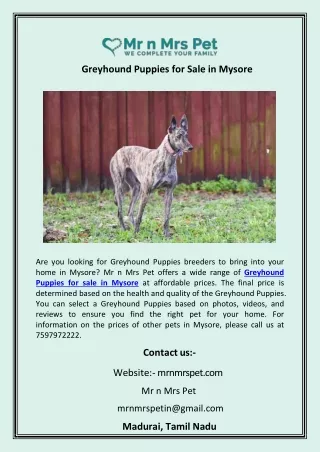 Greyhound Puppies for Sale in Mysore