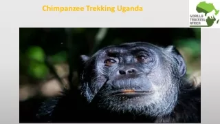 Chimpanzee Trekking Uganda