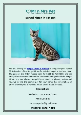 Bengal Kitten in Panipat