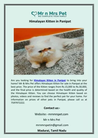 Himalayan Kitten in Panipat