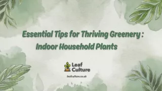 Essential Tips for Thriving Greenery  Indoor Household Plants