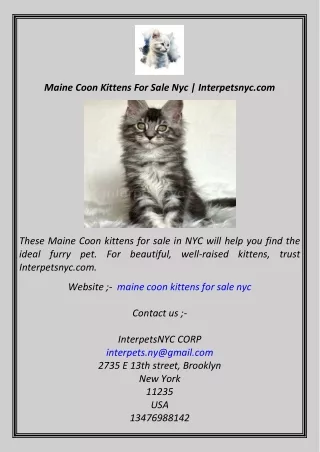 Maine Coon Kittens For Sale Nyc  Interpetsnyc.com