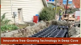 Innovative Tree-Growing Technology in Deep Cove - North Shore Daily Post