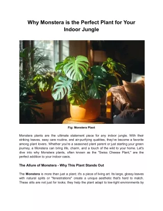 Why Monstera is the Perfect Plant for Your Indoor Jungle
