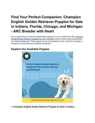 Premier AKC Breed with Heart Golden Retriever Breeder Serving Indiana and Beyond