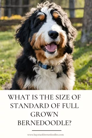 What is The Size of Standard of full grown bernedoodle?