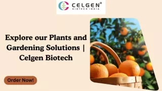 Discover the Best Online Plant Store for Tissue Culture Plants