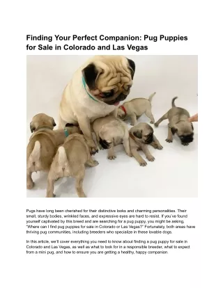 Finding Your Perfect Companion_ Pug Puppies for Sale in Colorado and Las Vegas