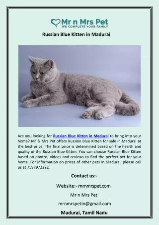 Russian Blue Kitten in Madurai