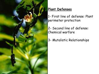 Plant Defenses 1- First line of defense: Plant perimeter protection 2- Second line of defense: Chemical warfare 3- Muta